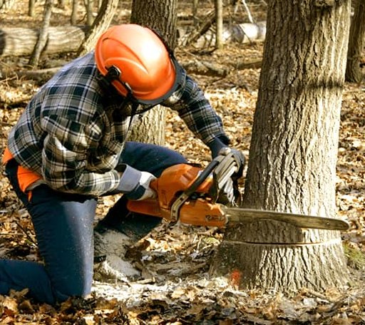 Tree Removal in Plaucheville, LA